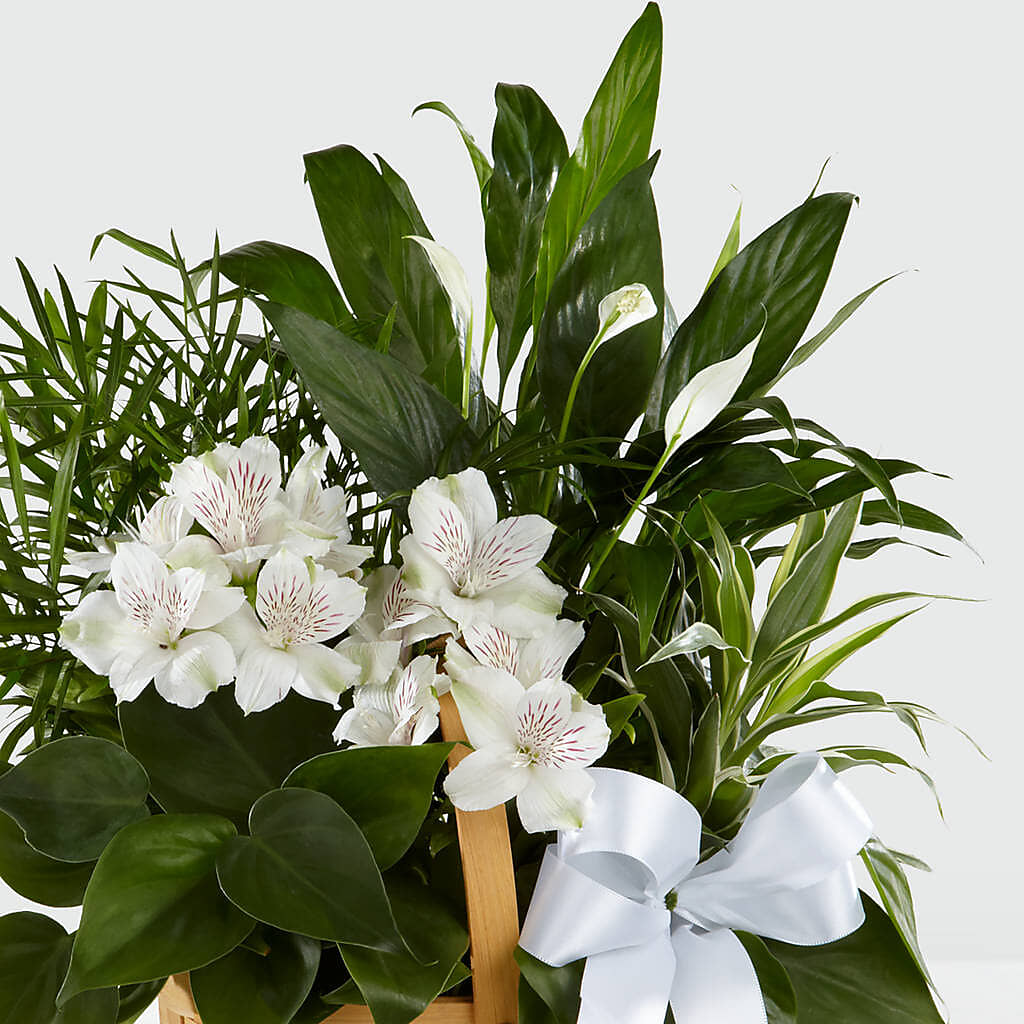 Peace & Serenity Dishgarden – Maple Ridge Florist, Maple Ridge BC