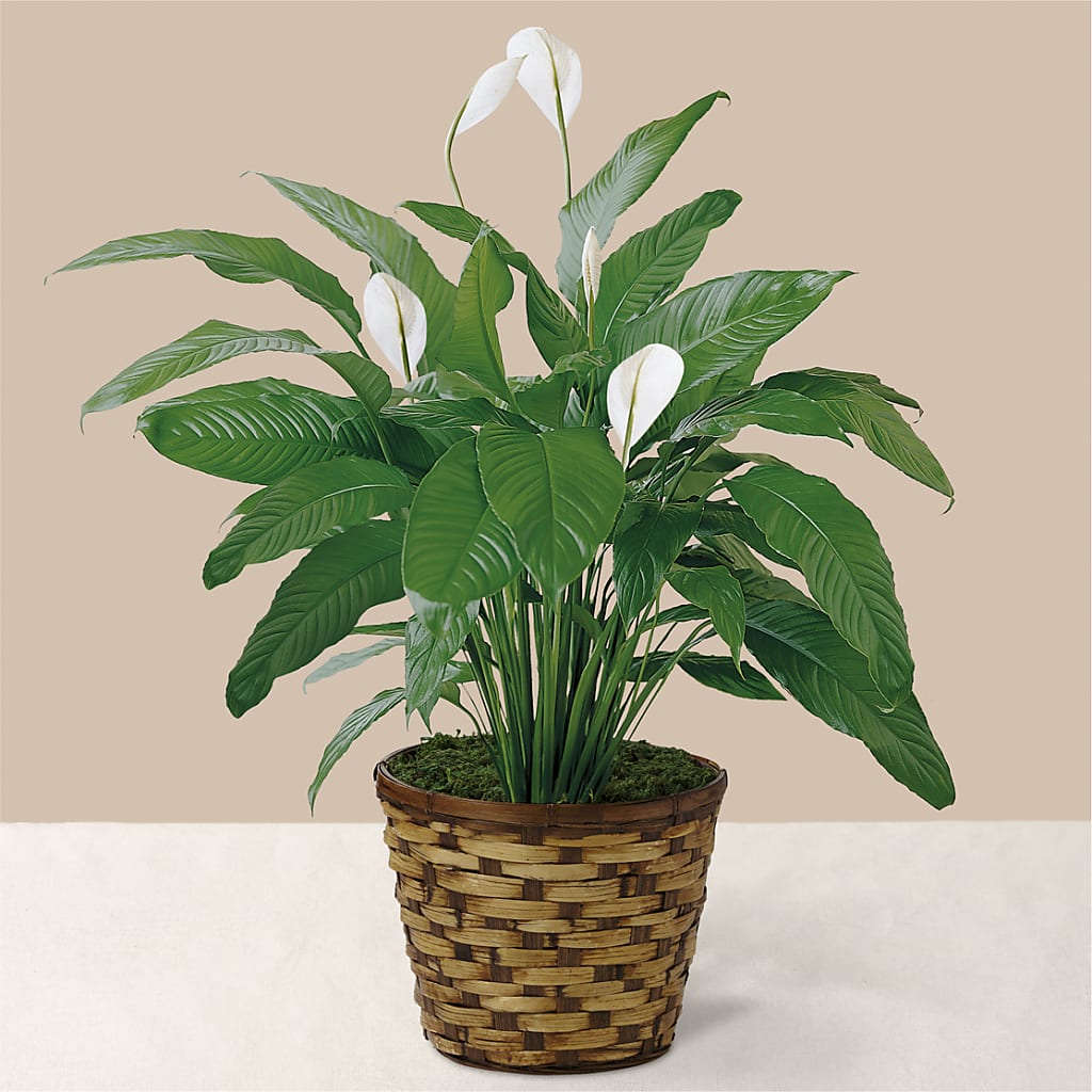Tranquil Moments Peace Lily Plant – Maple Ridge Florist, Maple Ridge BC
