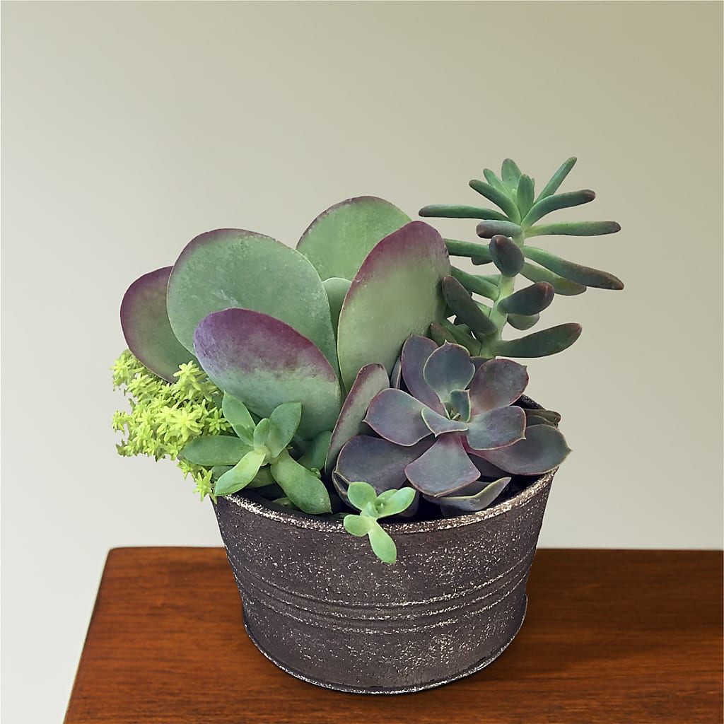 Lush Succulent Garden – Maple Ridge Florist, Maple Ridge BC
