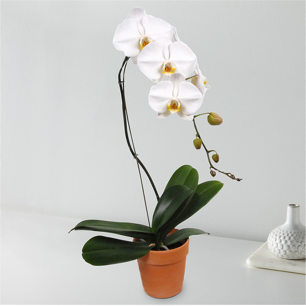 White Cascading Orchid – Maple Ridge Florist, Maple Ridge BC