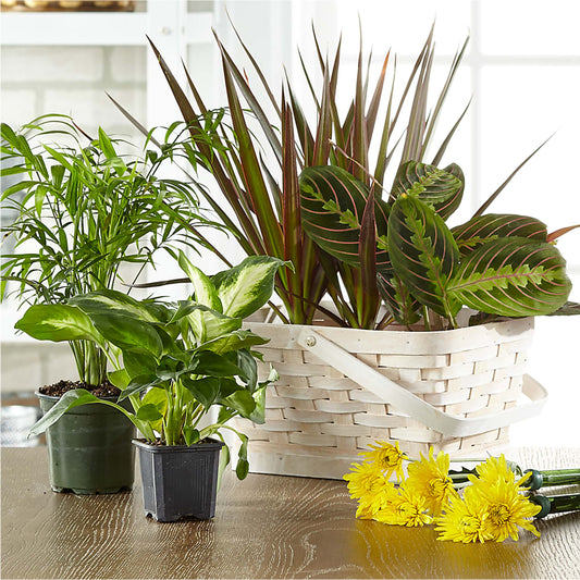 Florist Designed Blooming and Green Plants in a Basket –  Maple Ridge Florist, Maple Ridge BC