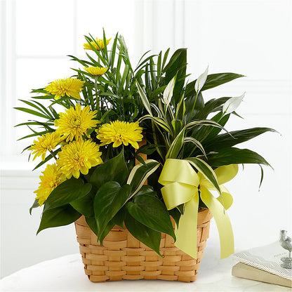 Loving Light Dishgarden –  Maple Ridge Florist, Maple Ridge BC