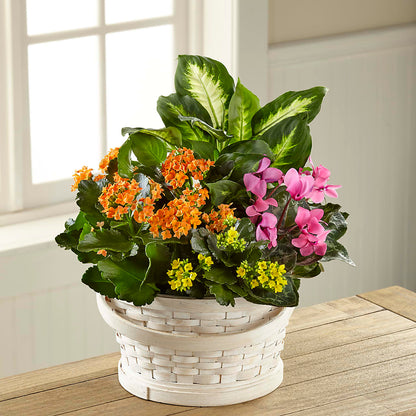 Color Crush Dishgarden –  Maple Ridge Florist, Maple Ridge BC