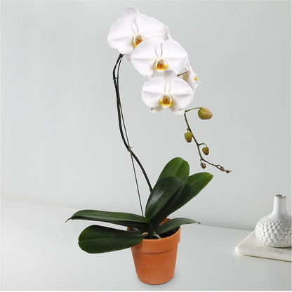 White Cascading Orchid –  Maple Ridge Florist, Maple Ridge BC