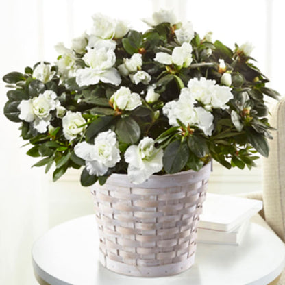 White Azalea Plant –  Maple Ridge Florist, Maple Ridge BC