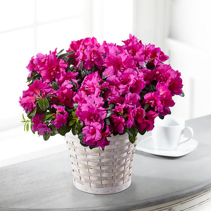 Hope & Serenity Azalea Plant –  Maple Ridge Florist, Maple Ridge BC