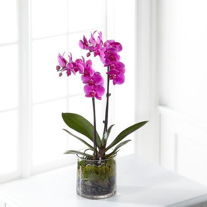 Pink Orchid Plant –  Maple Ridge Florist, Maple Ridge BC