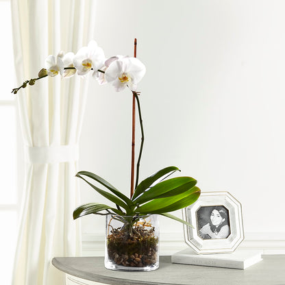 White Orchid Planter –  Maple Ridge Florist, Maple Ridge BC