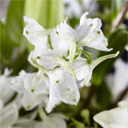 Classic Ivory – A Florist Original –  Maple Ridge Florist, Maple Ridge BC